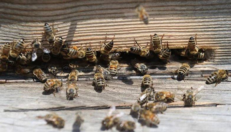 Arıları ne kadar tanıyorsunuz? Arılar hakkında ilginç bilgiler 17